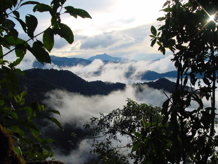 Vitória no Equador – tribunal decide em favor da floresta de Los Cedros